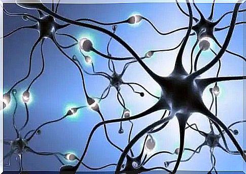 The function of neurons in the human body