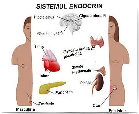 Common hormonal dysfunctions