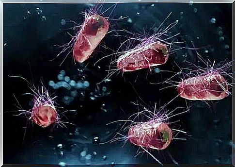 Bacteria that cause infectious diarrhea