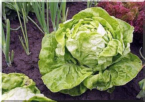 Lettuce varieties and cultivation methods