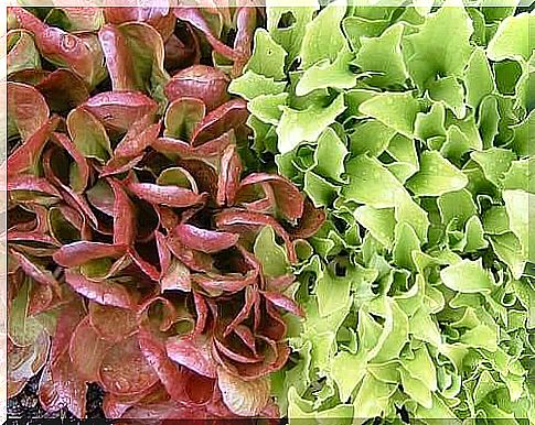 Lettuce varieties in different colors