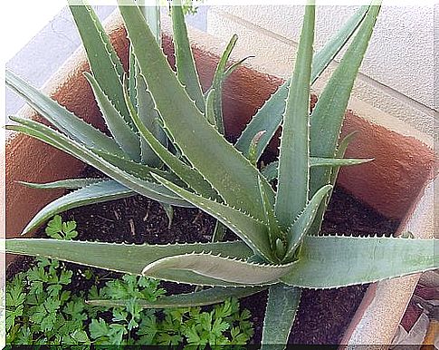 Natural treatments for burnt hair such as aloe vera